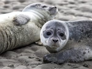 zeehonden lauwersoog Schiermonnikoog Pieterburen zeehonden Zeehonden kijken zeehonden vrijlaten